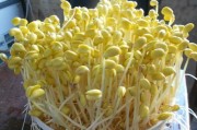如何使用豆芽机发黄豆芽的技巧（掌握黄豆芽发芽技巧）