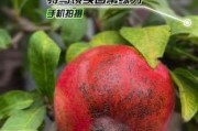 苹果手机直播特写视频方法是什么？