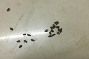 音箱上的蟑螂粪便如何清理？