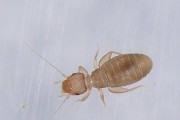 中央空调出现大量虫子是什么原因？如何有效解决？