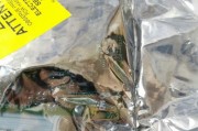 电脑视频无声音的原因及解决方法（深入分析电脑视频无声音的原因）