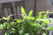 大羊哥投影仪使用方法是什么？