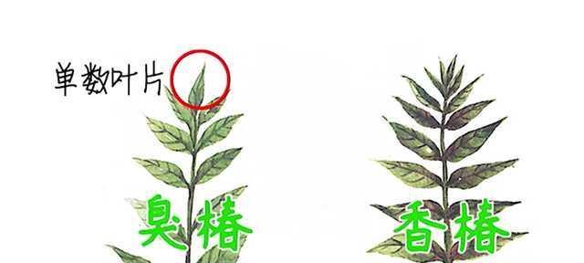 不用冰箱的香椿保存方法（新鲜香椿的妙招）