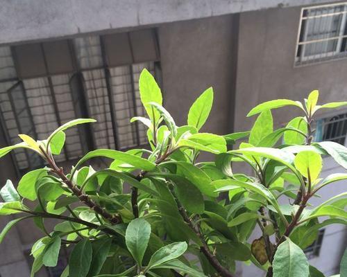 大羊哥投影仪使用方法是什么？