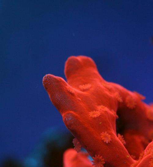 手机拍照时珊瑚灯不亮的解决方法是什么？