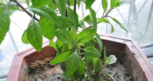 taiaich笔记本电脑性能如何？