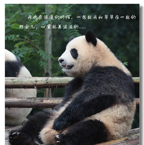 熊猫挂件摄像头怎么用手机拍照？操作步骤是怎样的？