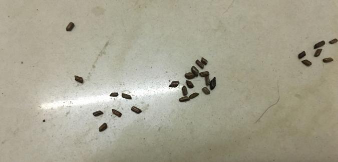 音箱上的蟑螂粪便如何清理？