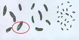 音箱上的蟑螂粪便如何清理？